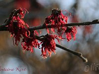 Hamamelis Antoine Kort 2015 02 07 3039